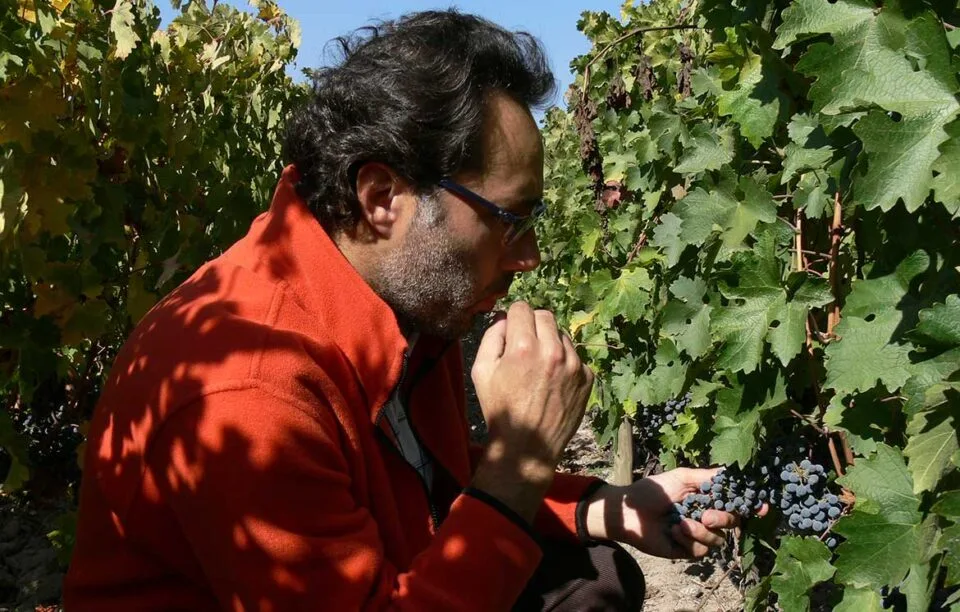 Cabernet Sauvignon viinitilalla