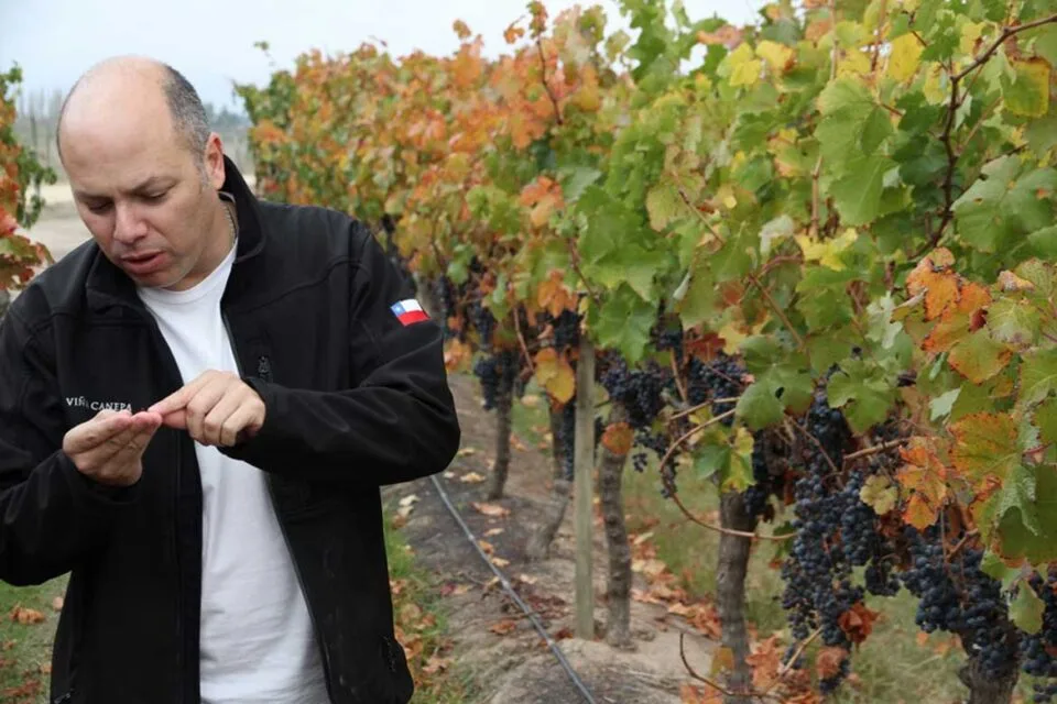 Carmenere Canepan tilalla