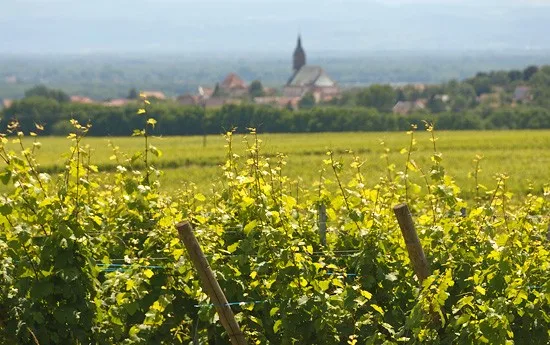 alsace