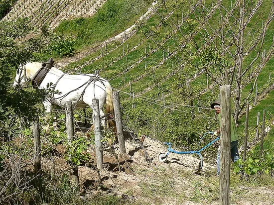 syrah_kynto