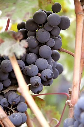 syrah_rypaleet