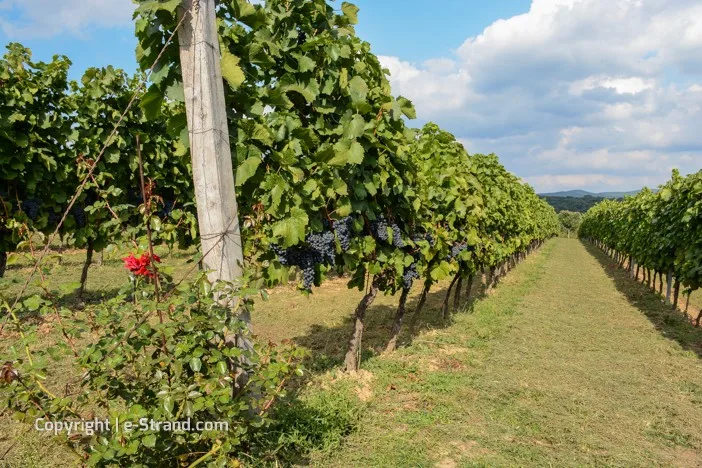 Château Topoľčianky Ice wine