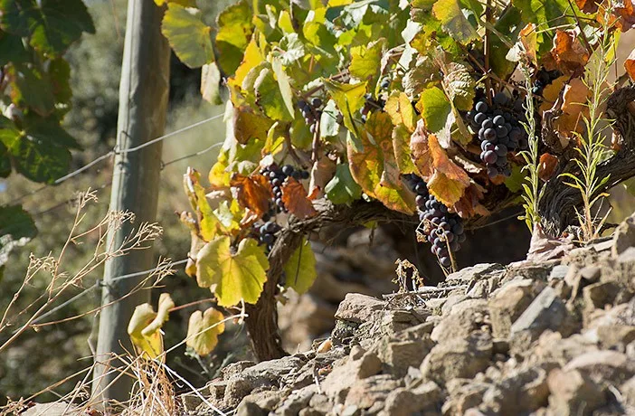 port-wine-small-producers-quinta-de-la-rosa-1