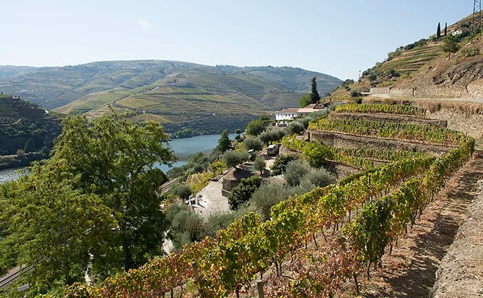 port-wine-small-producers-quinta-de-la-rosa-8