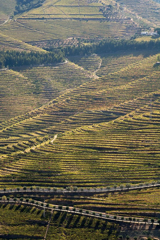 port-wine-small-producers-quinta-do-murcas-11