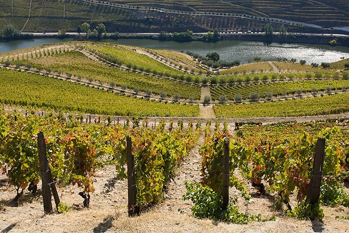 port-vine-small-growers-quinta-do-murcas-8