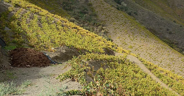 Bodega Jorge Ordonez aasipolku