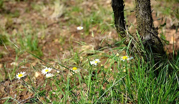 Bründlmayer flowers