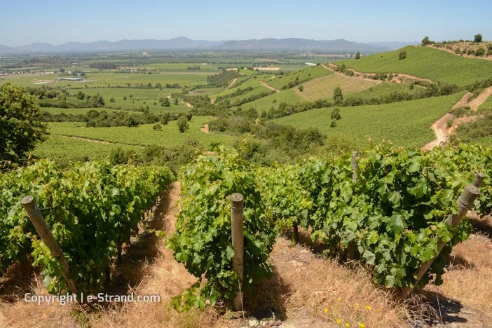 chilen viinit - montes (3)