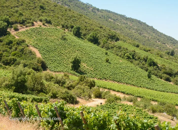 chilen viinit - montes (5)