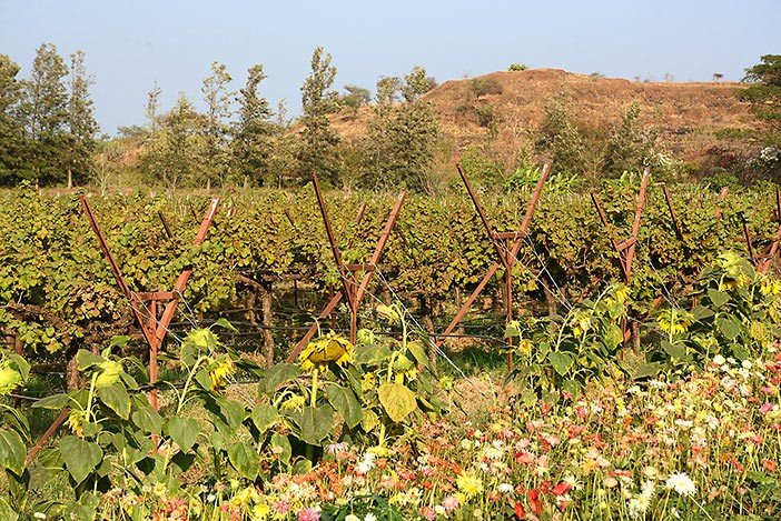 Intian viinit Nashik Sula köynnökset