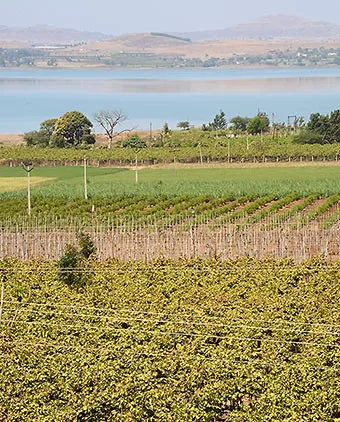 Indian Wines Nashik York Landscape