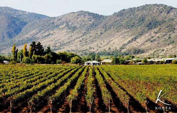 korta_winery (1)