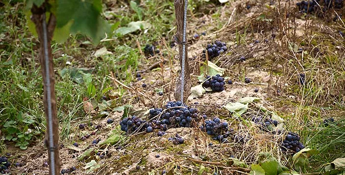 Nahen wines Montigny botrytis