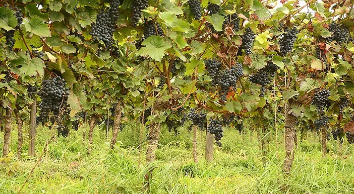 Nahe wines zwölberich dornfelder