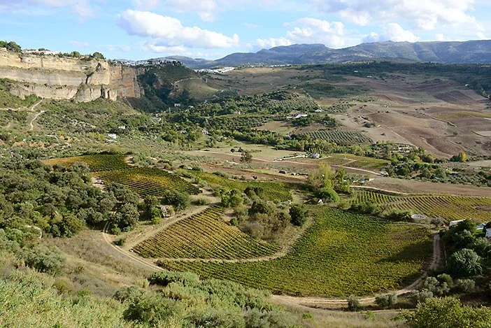 Ronda's Wines Valley