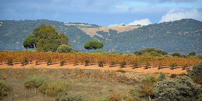 Ronda wines landscapes