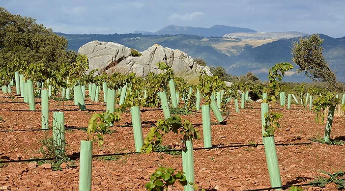 Ronda's wines pelele