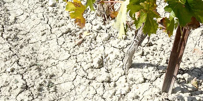 Jerez de la Frontera albariza