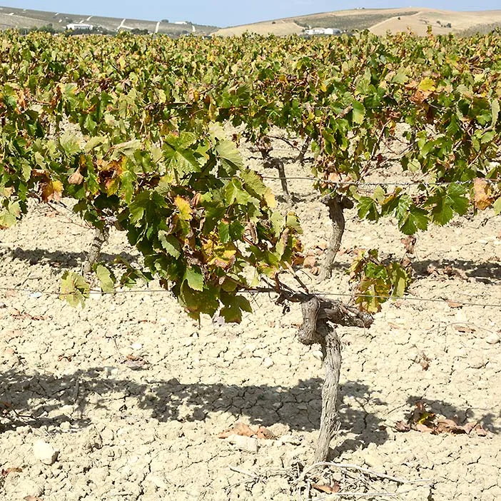 Jerez de la Frontera Palomino fino