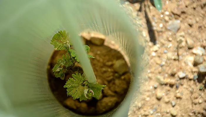 Skoff Original new seedling