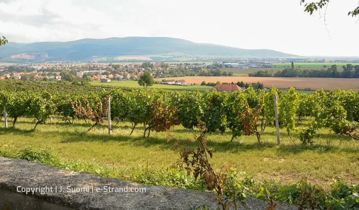 Slovakian viinit Nitran viinialue