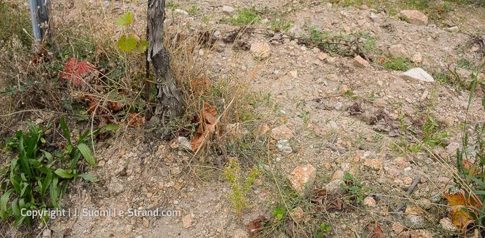 Slovakian viinit pienten karpaattien maaperä