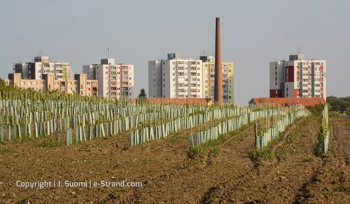 Slovakian viinit uudet köynnökset