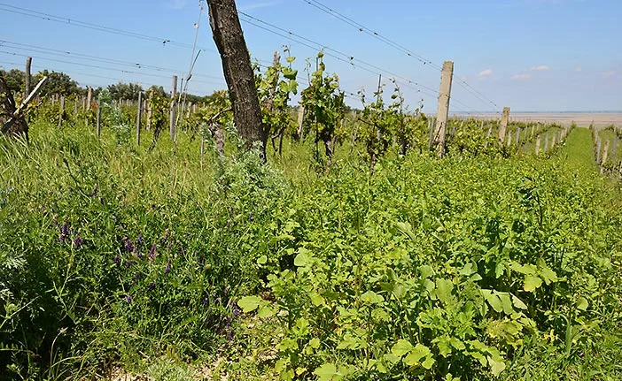 Weninger horsmaa